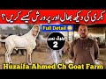 Huzaifa Ahmed Ch Goat Farm 🐐 | Goat Farming Full Guide | Bakri Palan Ka Complete Tarika