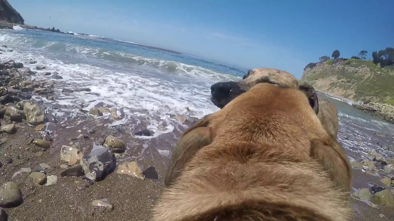 Paxton finds the Ocean