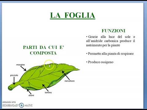 Video: Monitoraggio Dell'efficacia Della Lectina Mutata Della Foglia Di Allium Sativum Nel Riso Transgenico Contro La Rhizoctonia Solani