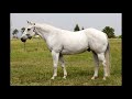 Horse Sale Video