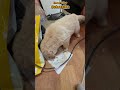 so cute baby cats#dog #puppies #videos #shortvideo #youtube