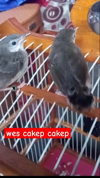 anakan ciblek kristal umur 20 hari #shorts #ciblek #ciblekkristal #ternakciblek