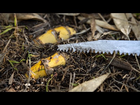 Video: Oorplanting van bamboes - hoe en wanneer om bamboes te hervestig