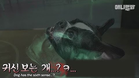 일단 저 속았고요 제 뒤로 다 줄 서세요..ㅣThe secret behind the dog with a sixth sense..