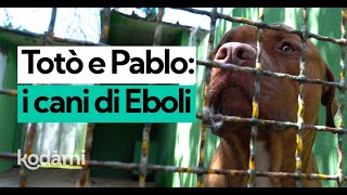 Chi sono Totò e Pablo: l'incontro con i Pitbull di Eboli