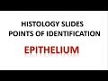 Epithelium Histology- Points of Identification