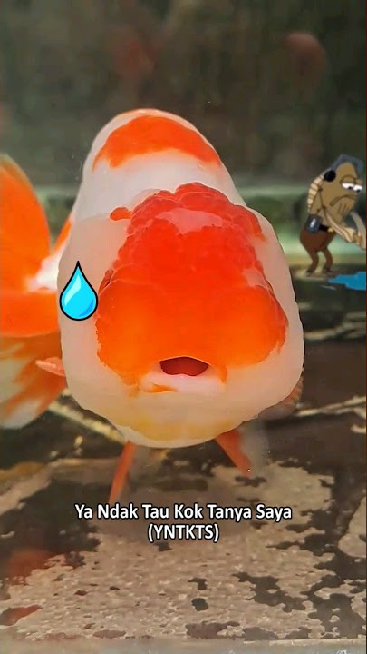 Pelihara Ikan Koki TANPA Aerator apa bisa??