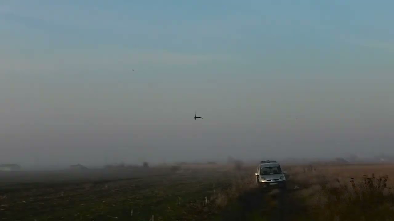 Peregrine falcon high speed dive!