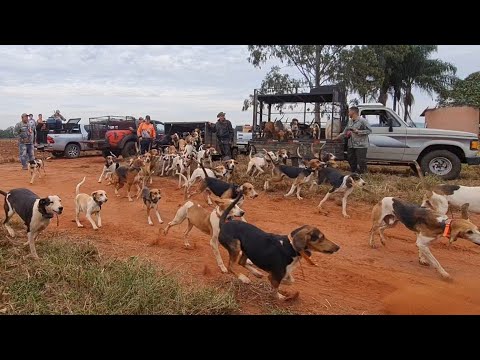 Vídeo: 100 nomes de cão de caça: masculino e feminino