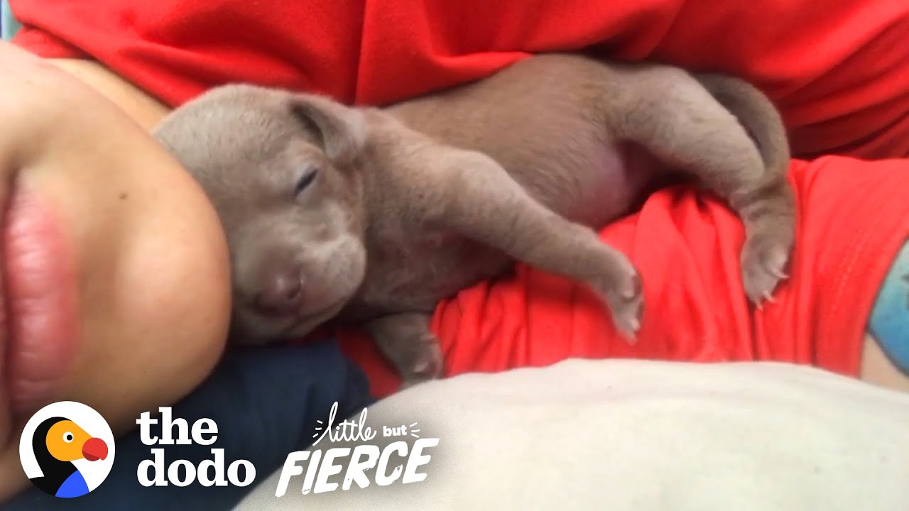⁣Smallest Pittie Puppy Ever Grows Up To Be Gorgeous| The Dodo Little But Fierce
