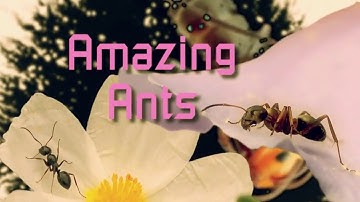 EXCEL 5 Module 4 Amazing ants