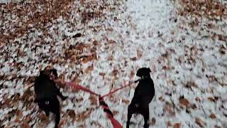 First Day Of Beautiful Snowcovered Landscape In Netherlands 2022. Dogwalker Patterdale Terriers.