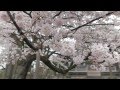 2015.4.4(土)高鳥天満宮の桜(群馬県板倉町)