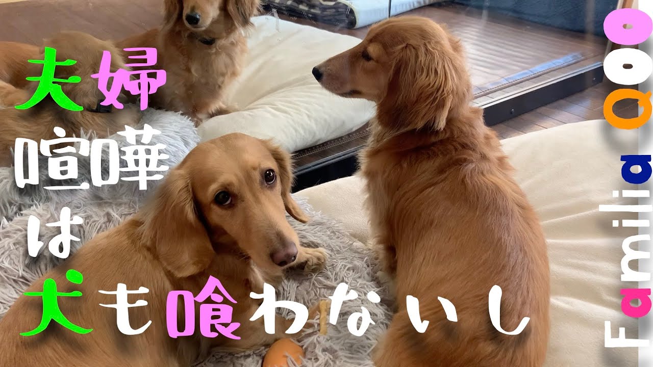 Even The Dog Does Not Interfere In A Couple S Fight Miniature Dachshund Youtube Even The Dog Does Not Interfere In A Couple S Fight Miniature Dachshund Youtube