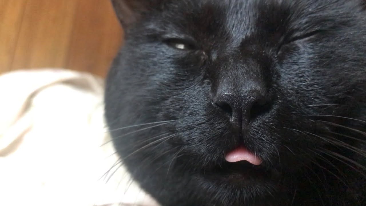 舌ぺろの寝ぼけ顔がまぬけ可愛い猫 Sleepy Cat With Tongue Sticking Out Youtube