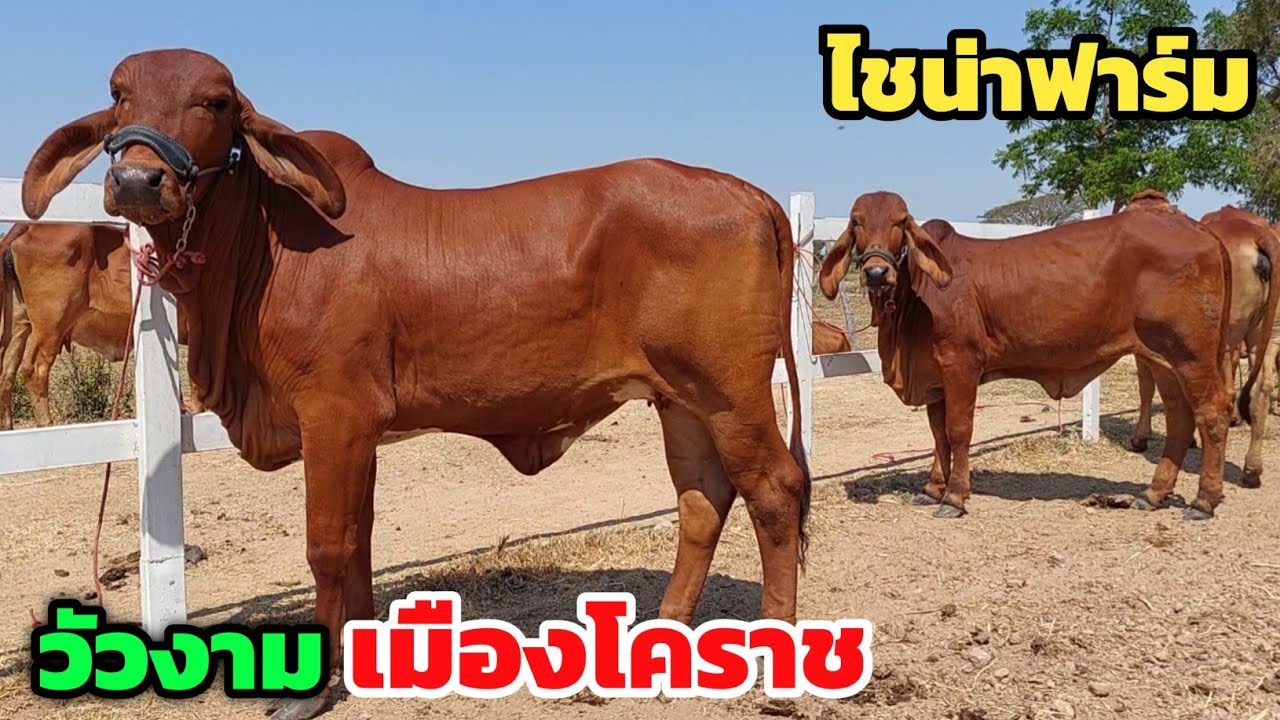 วัวงามเมืองโคราช‼️ของดีสมราคา ใครหาวัวงามไปเลี้ยง ดูคลิปนี้เลย ไชน่าฟาร์ม | 22 ก.พ.69