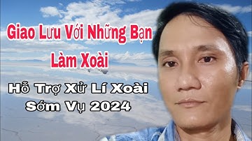 Hỗ Trợ Các Bạn Xử Lí Xoài Sớm Vụ 2024 | VTK.CHANNEL