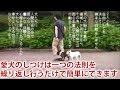 愛犬のしつけは、一つの法則を繰り返し行うだけで、どんどんよい子に育てることができます。森田誠の独自の犬のしつけ法でほとんどの問題  行動を解決することができます。
