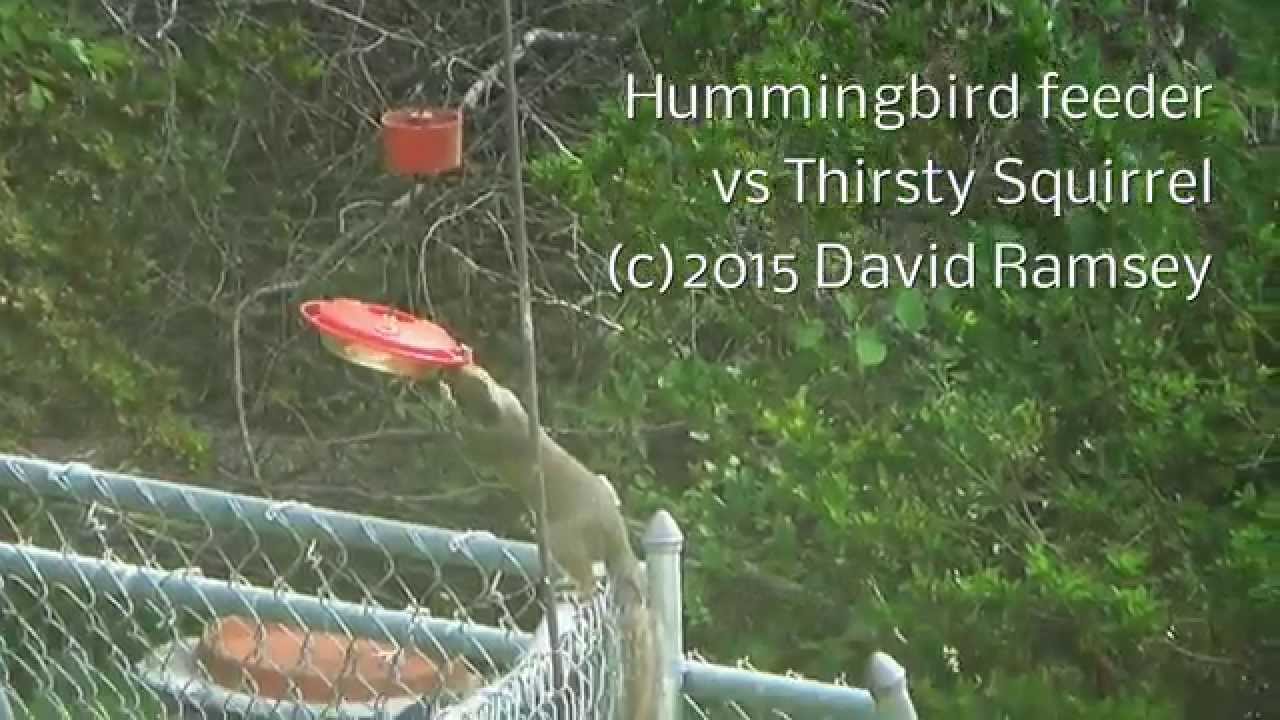 Hummingbird Feeder Vs Thirsty Squirrel