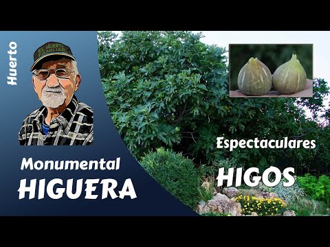 Video: Información de la higuera Celeste - Cómo cultivar higos Celeste en el jardín