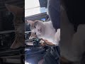 ミクのアゴ… #ねこのいる暮らし #ねこ動画 #ねこのいる生活