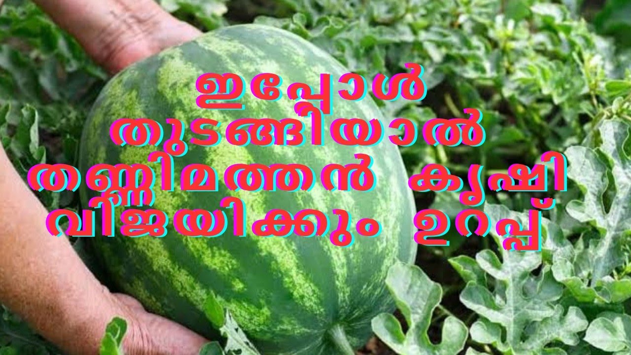 ഇപ്പോൾ തുടങ്ങിയാൽ തണ്ണിമത്തൻ കൃഷി വിജയിക്കും ഉറപ്പ് # namukkumkrishicheyyam