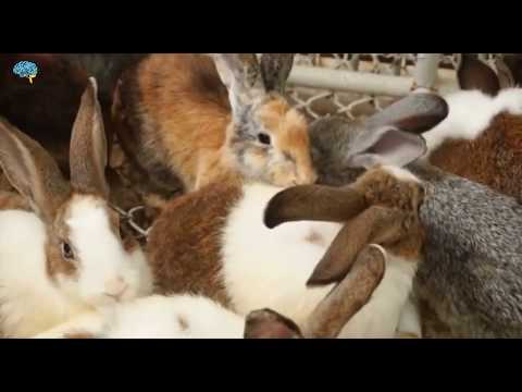 فيديو: كم من الوقت تعيش الأرانب المزخرفة؟