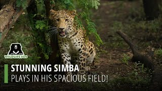 Stunning Simba Plays In His Spacious Field!
