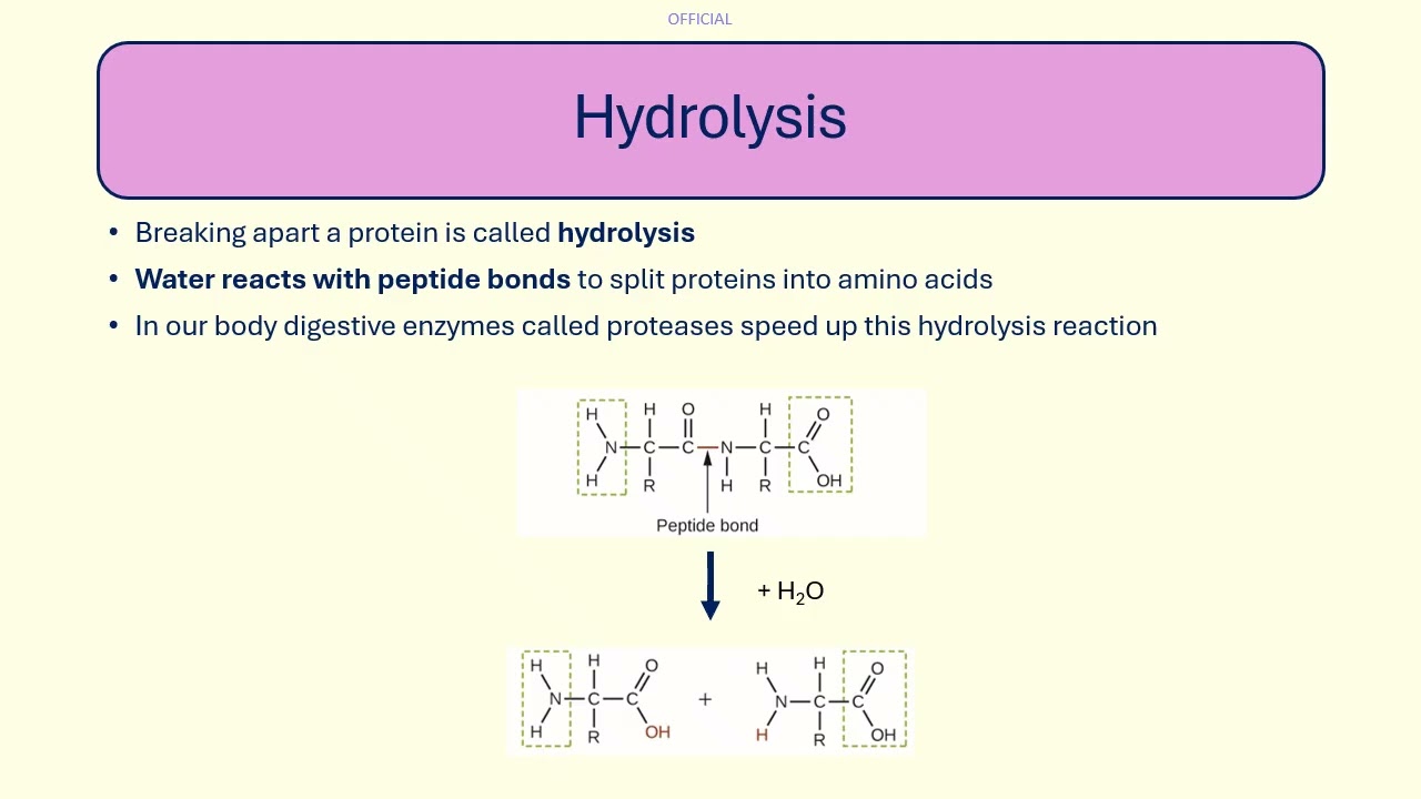 09 Proteins