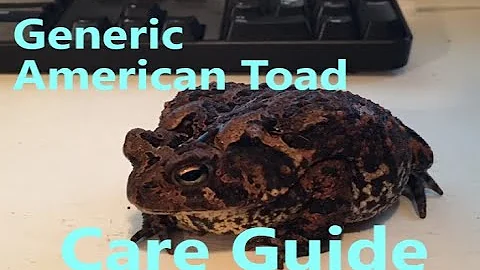 A Generic American Toad Care Guide
