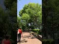 Walk along the Chidorigafuchi Moat 千鳥ヶ淵 in Tokyo