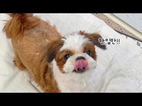 눈을왜그렇게 뜨는데 / 한입만 줘라 /치킨먹방