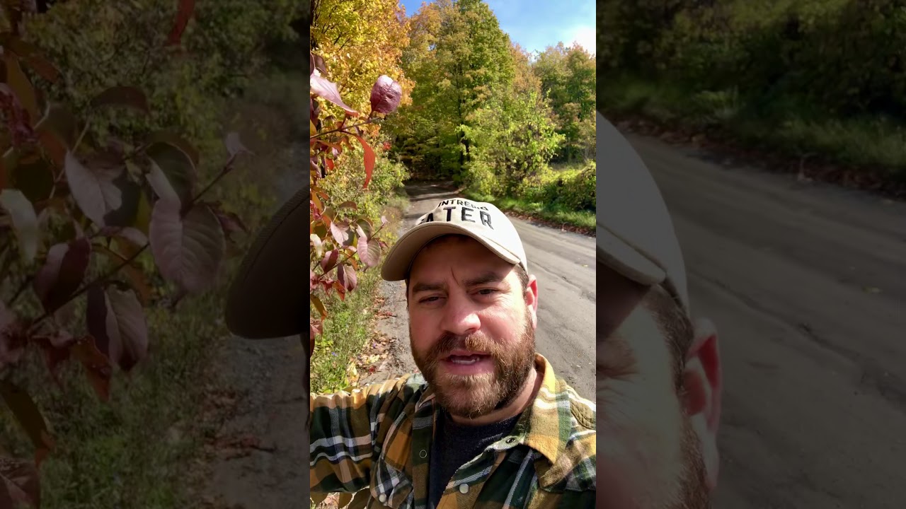 Harvesting nannyberries on a quiet roadside in eastern Ontario