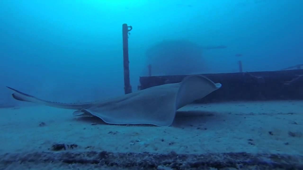 Finz Dive Center Feb 2014 YouTube