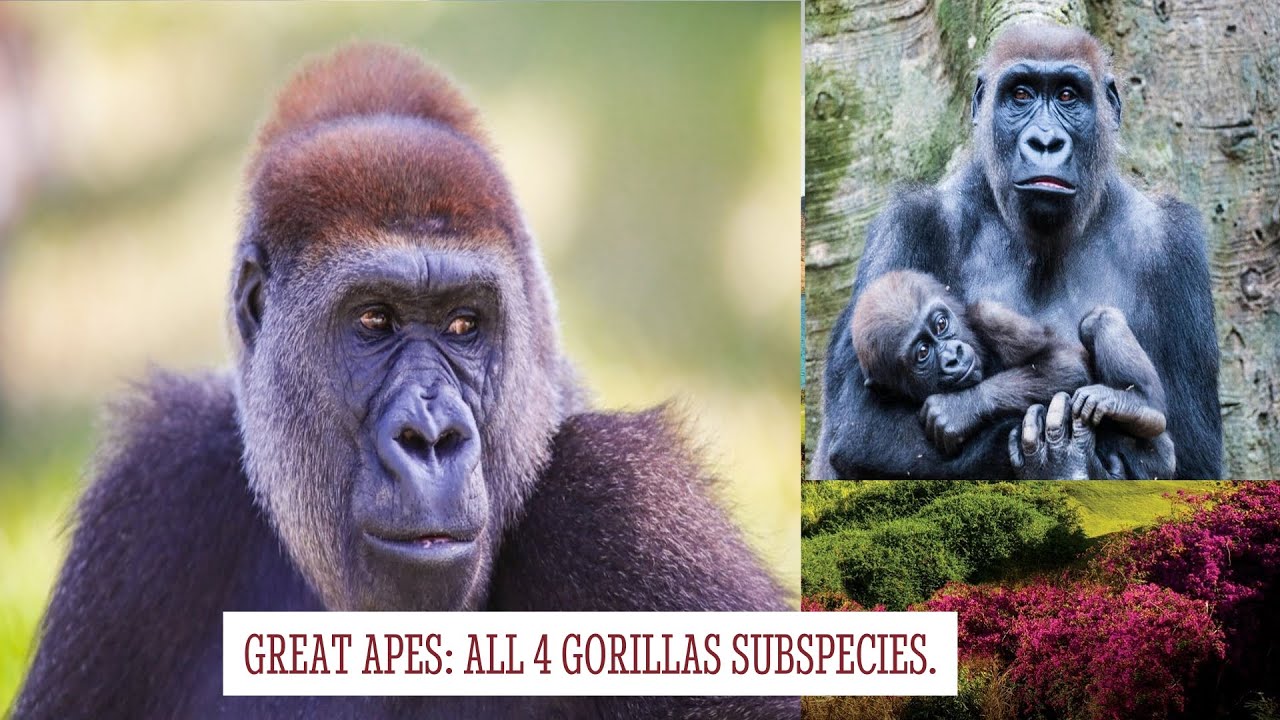 Great Apes: All 4 Gorillas Subspecies.