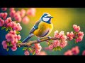 Harmony of Serenity - Healing Music for Relaxation, Stress Relief, and Soulful Tranquility