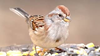 Cat TV: American Tree Sparrow in 4K Slow Motion | Winter Backyard Birds (17 Minutes)