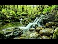 Stream Flow and Birds Singing, Nature Ambience for Relaxation, Deep Sleep and Gentle ASMR