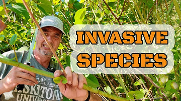 Invasive Species Explained: How They Spread & Why They Matter