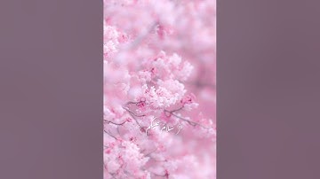 وسيق الذين اتقوا ربهم#قران_كريم #ياسر_الدوسري #اكسبلور #تلاوة_خاشعة #سورة_الزمر #قرآن #explore #راحة