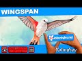 Vidorgle 4k jeu de socit  wingspan  par yahndrev 777