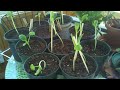 Beginning of video