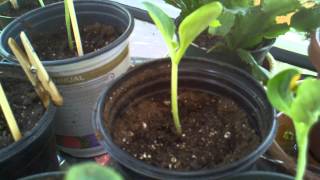How to Grow Zucchini (Courgettes) - Can You Bury Leggy Zucchini Seedlings Deep?
http://www.JuicingGardener.com - how to grow zucchini (courgettes) - can you bury leggy zucchini seedling starts deep like you do tomatoes?
http://www.youtube.com/watch?v=AhcX7VRv6Lo How to Grow Zucchini (Courgettes) - Can You Bury Leggy Zucchini Seedlings Deep?