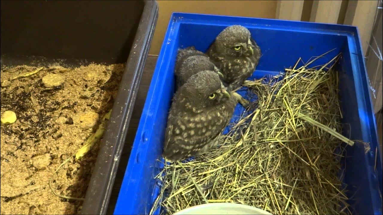 Кормят ли птенцов ночью