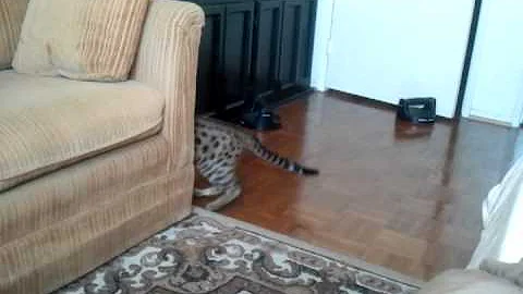 Watch the video about Monya the Bengal F2 Cat