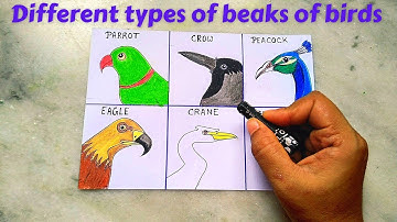 Draw pictures of different beaks of different birds ll how to draw beaks of birds with their names l