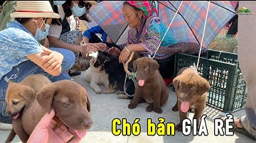 Chó Bản, Chó Mông Cộc, Lợn Bản Giá Rẻ Được Bày Bán Tràn Ngập Chợ Phiên Vùng Cao Tây Bắc