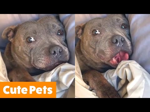 Adorable Funny Animals | Funny Pet Videos