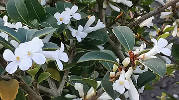 Is Osmanthus Burkwoodii fragrant?