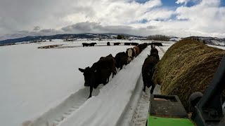 Moving The New Cows To The River Pasture by Luthi Ranch 1,718 views 2 weeks ago 19 minutes